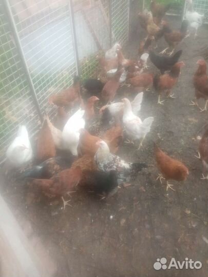 Куры молодки