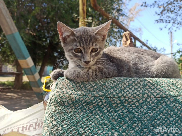 Европейская