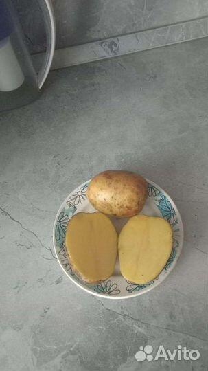 Продам домашний картофель