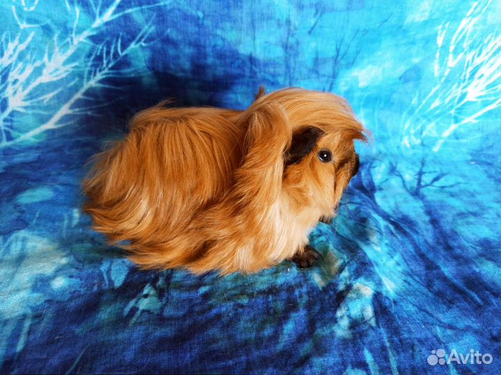 Морские свинки перуанские малыши Калифорния