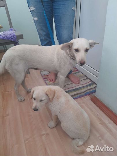 Собака в добрые руки отдам бесплатно