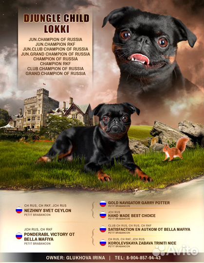 Кобель для вязки
