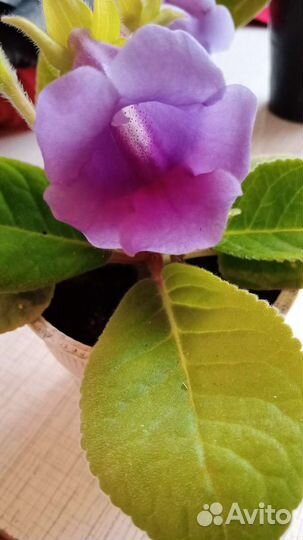 Глоксиния видовая