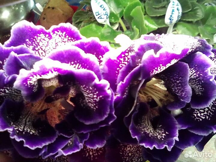 Глоксинии сортовые