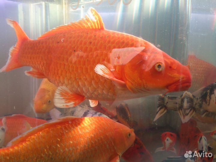 Рыба растения для прудов, и аквариумов