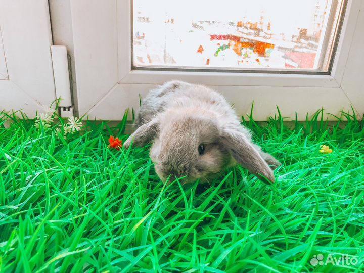 Карликовый кролик - разные породы