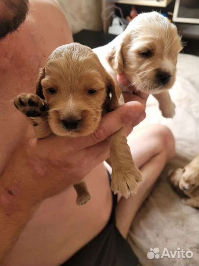 Щенки кокер спаниеля