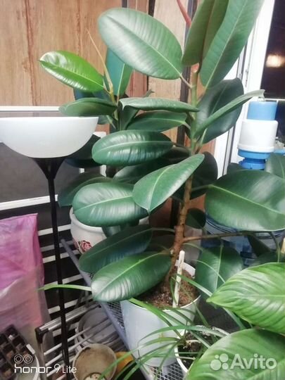 Комнатные растения цветы