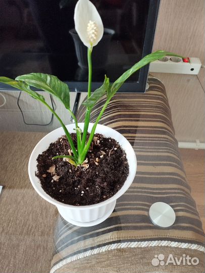 Спатифиллум Даймонд