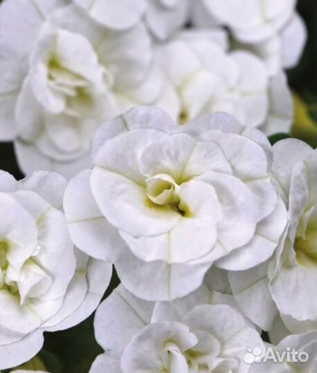 Калибрахоа черенки