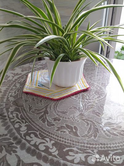 Хлорофитум