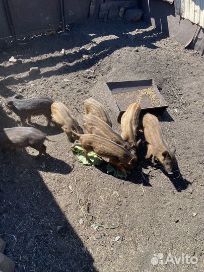 Поросята дикого кабана