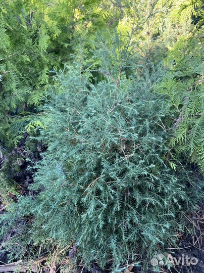 Туя вересковидная