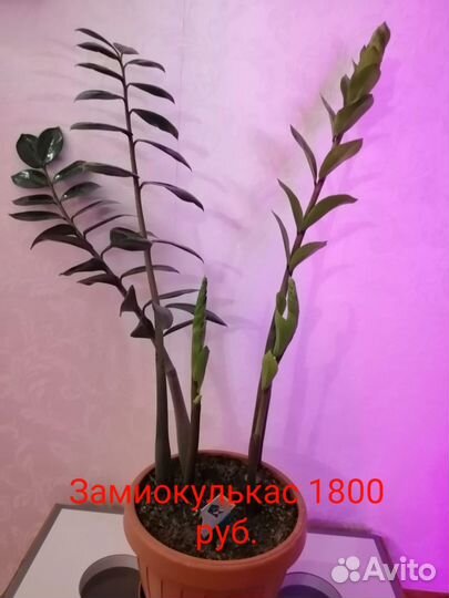 Домашние цветы