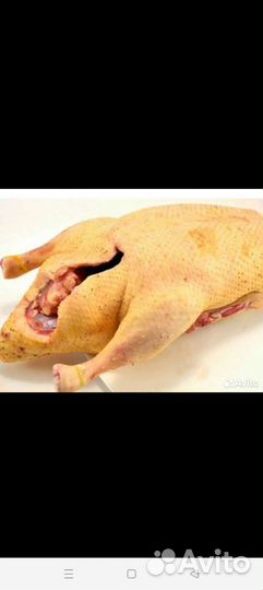 Продам мясо утки