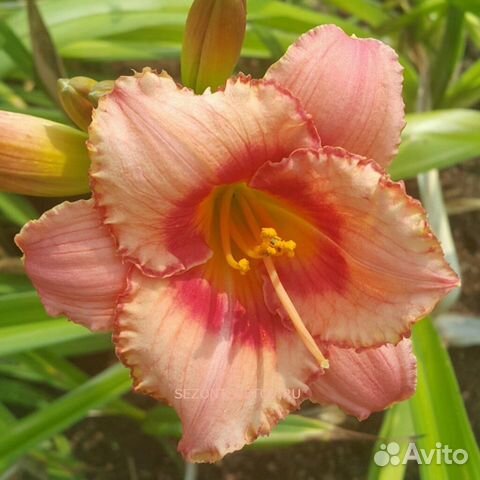 Домашний питомник «Плакучая ива»