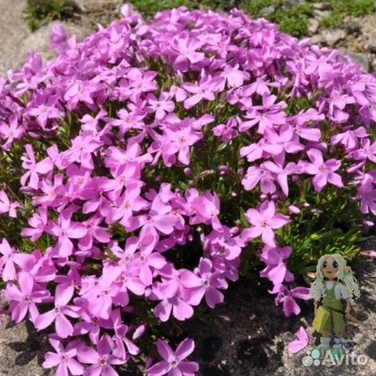 Флокс шиловидный, почвопокровные растения