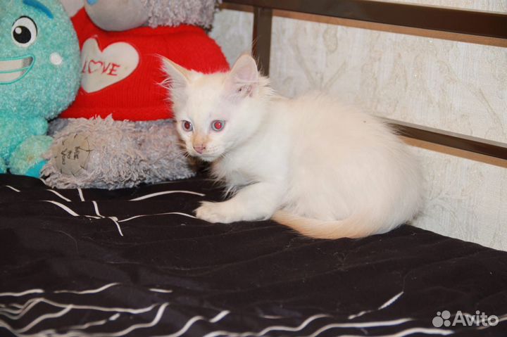 Котенок мальчик 2,5 месяца