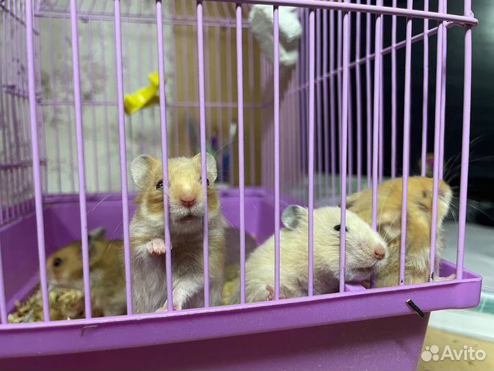 Сирийские хомячки малыши Самарская область