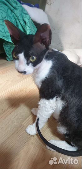 Котята метисы