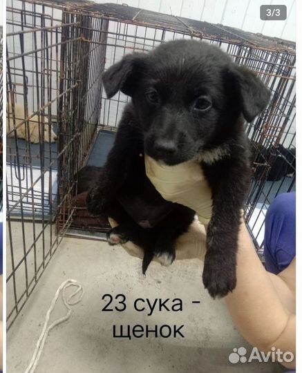 Щенки бесплатно