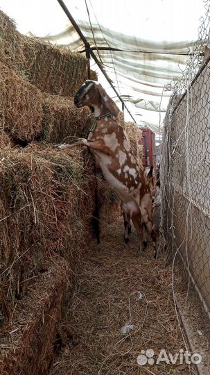 Англо-нубийские : коза,козочки