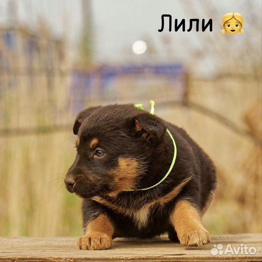 Малыши в добрые руки