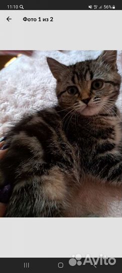 Шотландская кошка