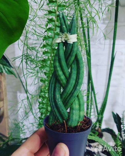 Растения, папоротник, калла, сансевиерия, циперус