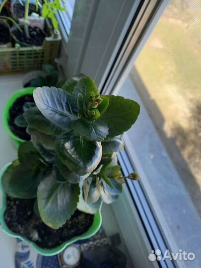 Каланхоэ цветущий