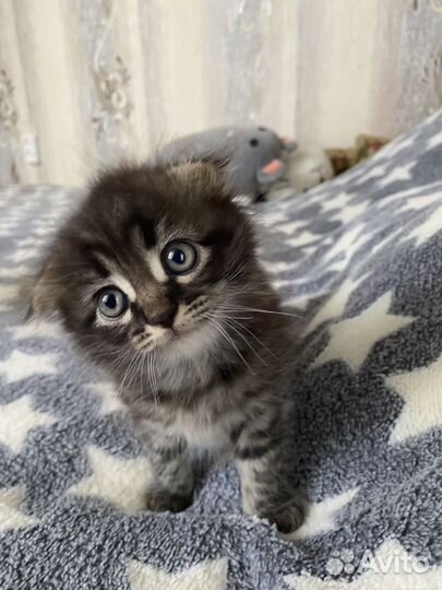 Вислоухий котик