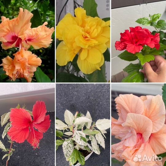 Гибискус китайская роза лалуна