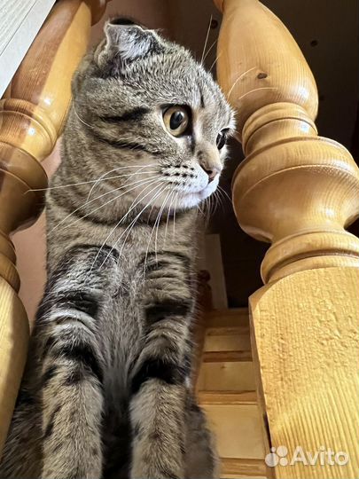 Шотландская вислоухая кошка вязка