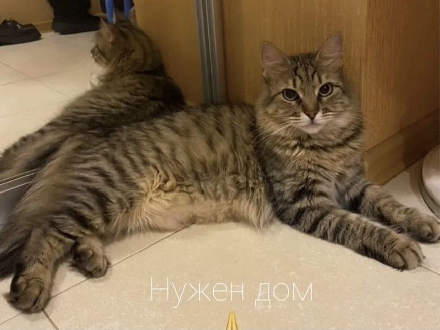 Котенок с тяжелой судьбой Стерелизованная