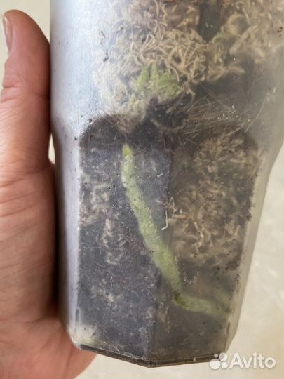 Орхидея фаленопсис KES08 Fuller’s Sunset