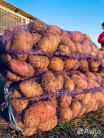 Продажа картофеля