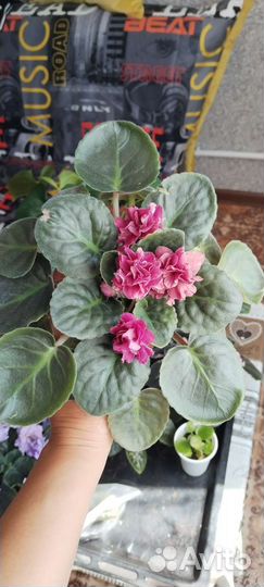 Сортовые фиалки