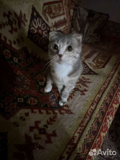 Кошечка вислоухая
