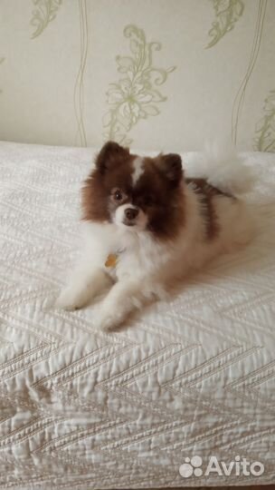 Домашняя индивидуальная передержка собак