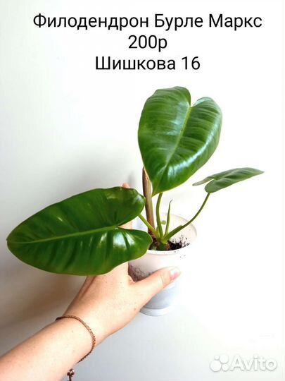 Филодендроны