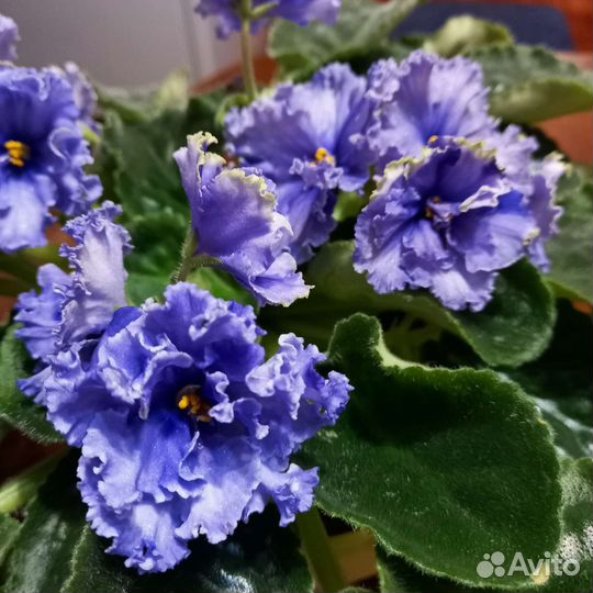 Детки сортовых фиалок