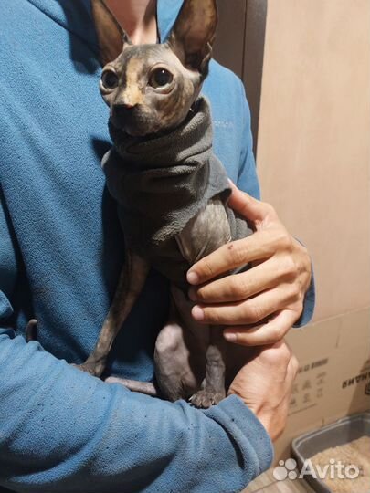 Донской сфинкс котята