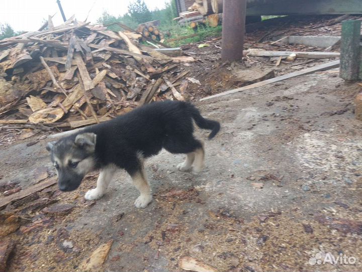 Щеночки ищут дом