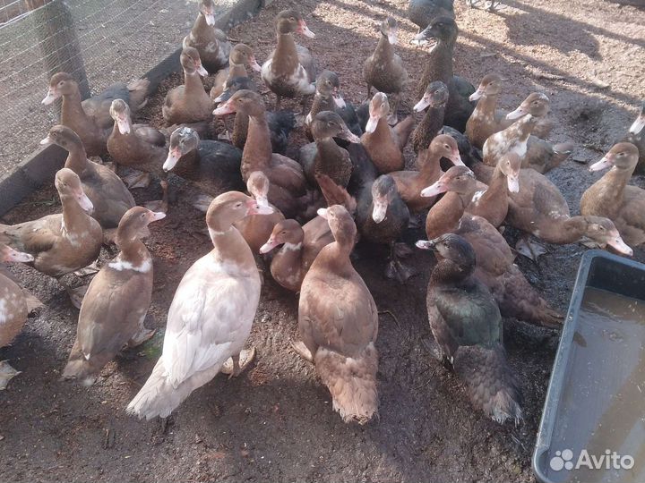 Мускусные утки индоутки индоутята