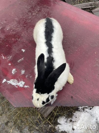 Кролик Строч нпв