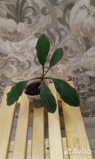 Цветок молочай беложильный или обезьянье дерево