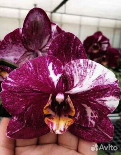 Сортовые орхидеи