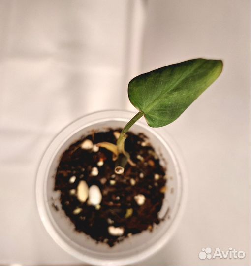 Комнатные растения и цветы ч. 2