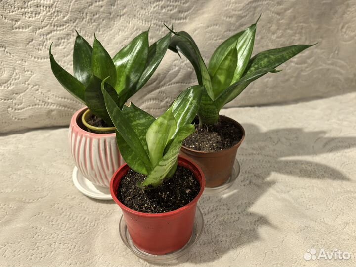 Сансевиерия ханни