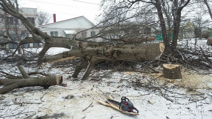 Спил деревьев